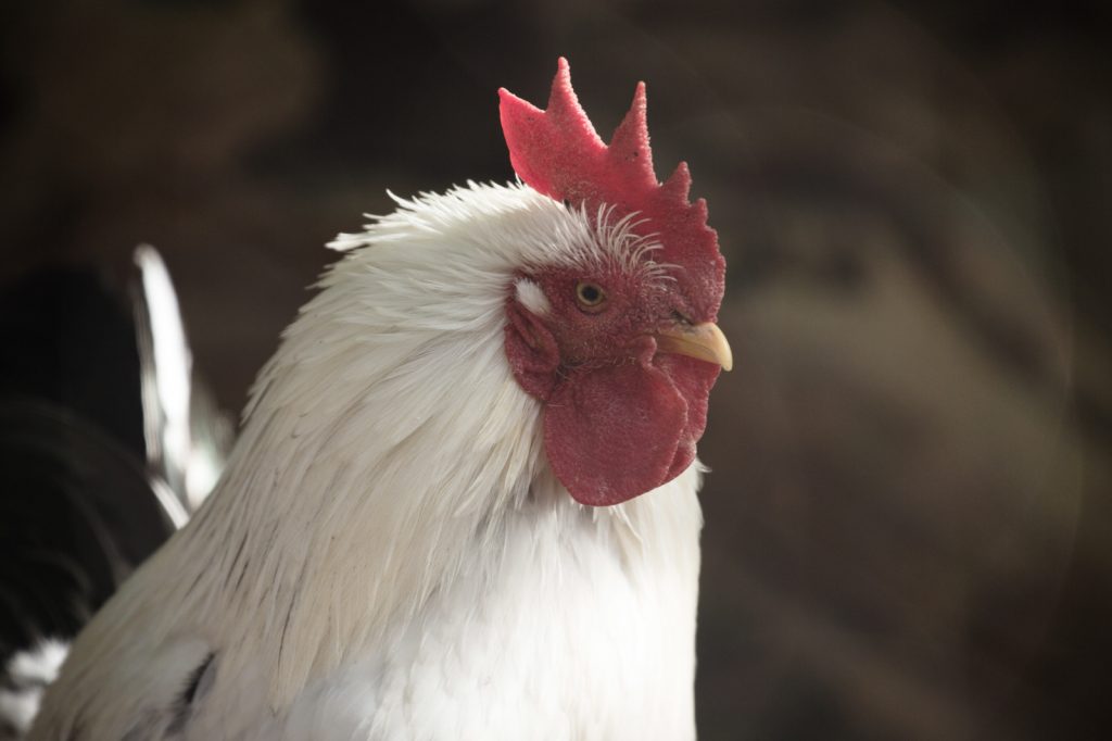 2017年　明けましておめでとうございます。